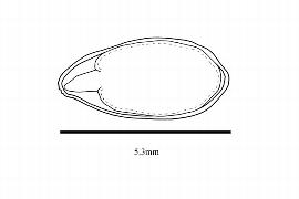   Embryo:   Linum usitatissimum ; Illustration by K. Parker, Kirkbride et al. (2006)
